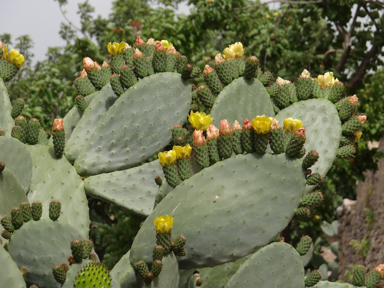 cactus flowers prickly pear cactus free photo