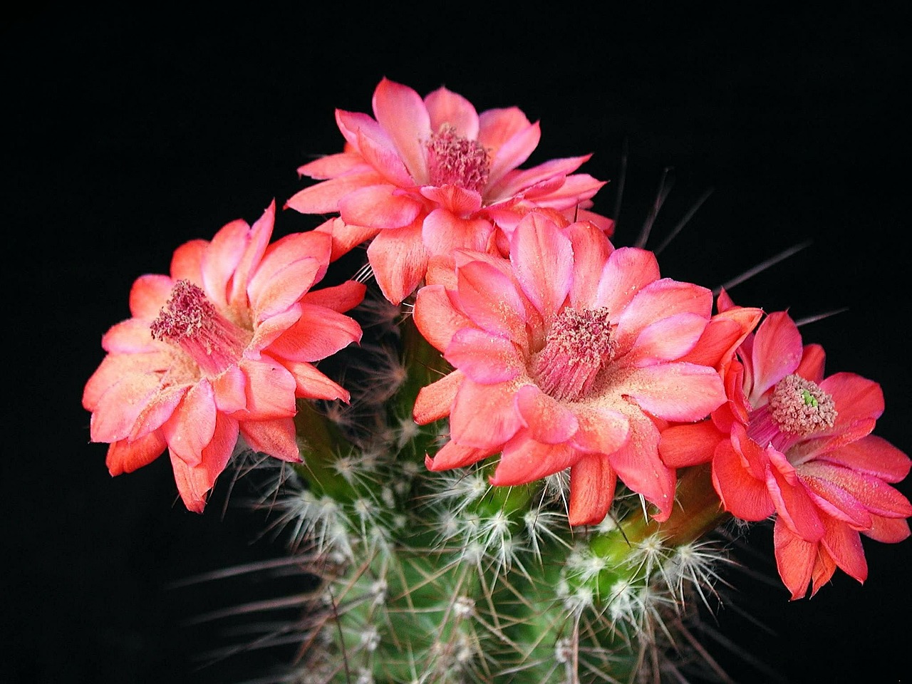 cactus flowers pink plant free photo