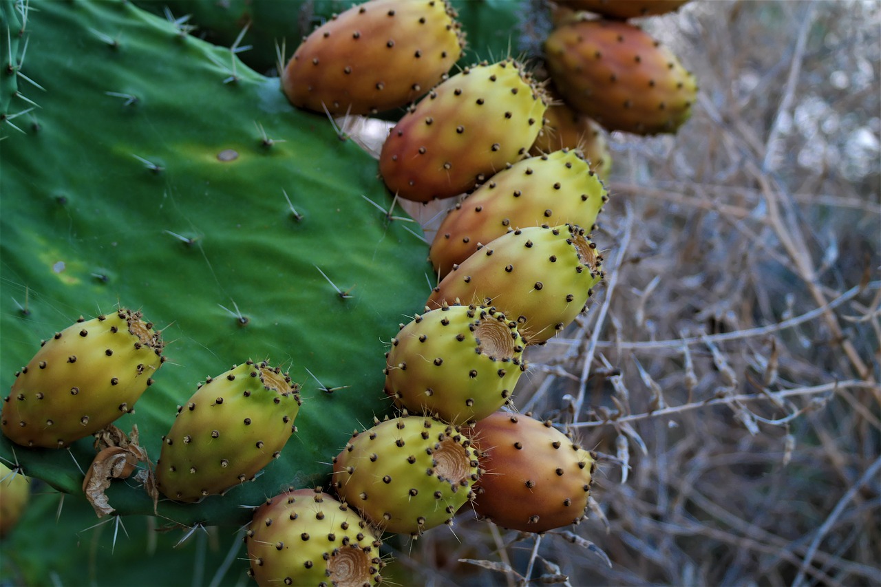 cactus fruit edible prickly pear free photo