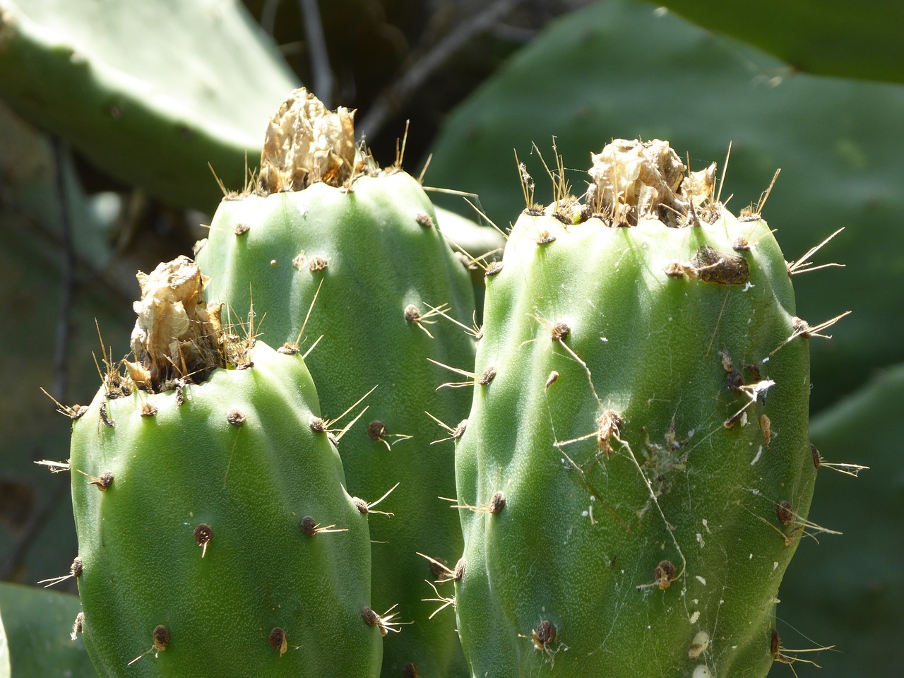 cactus fruit  summer  sicily free photo