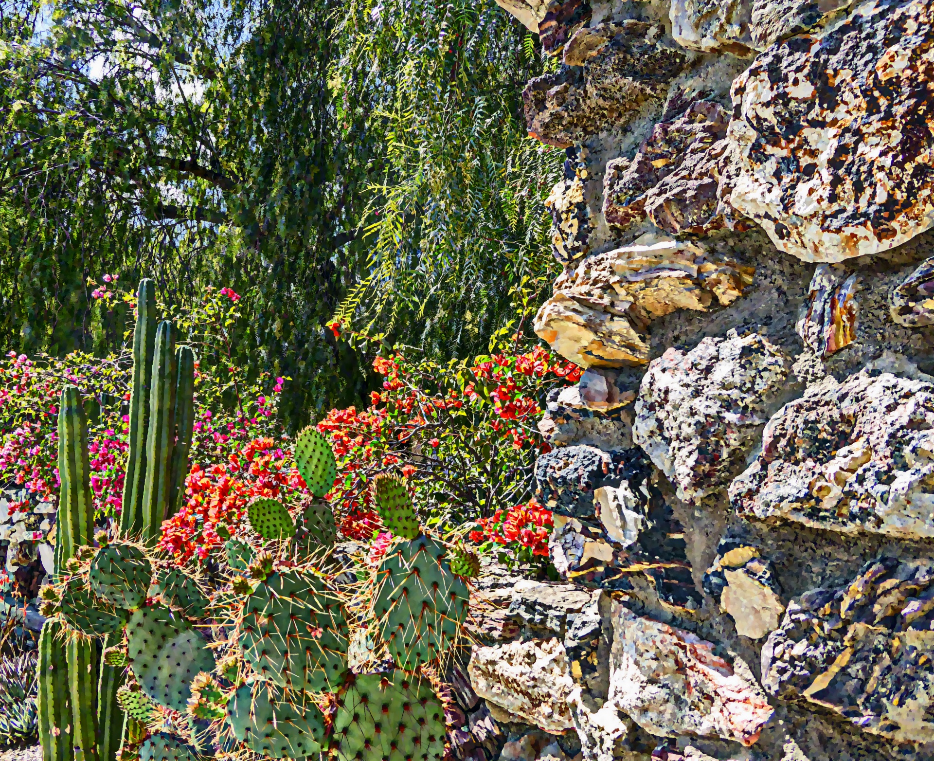 cactus garden desert free photo