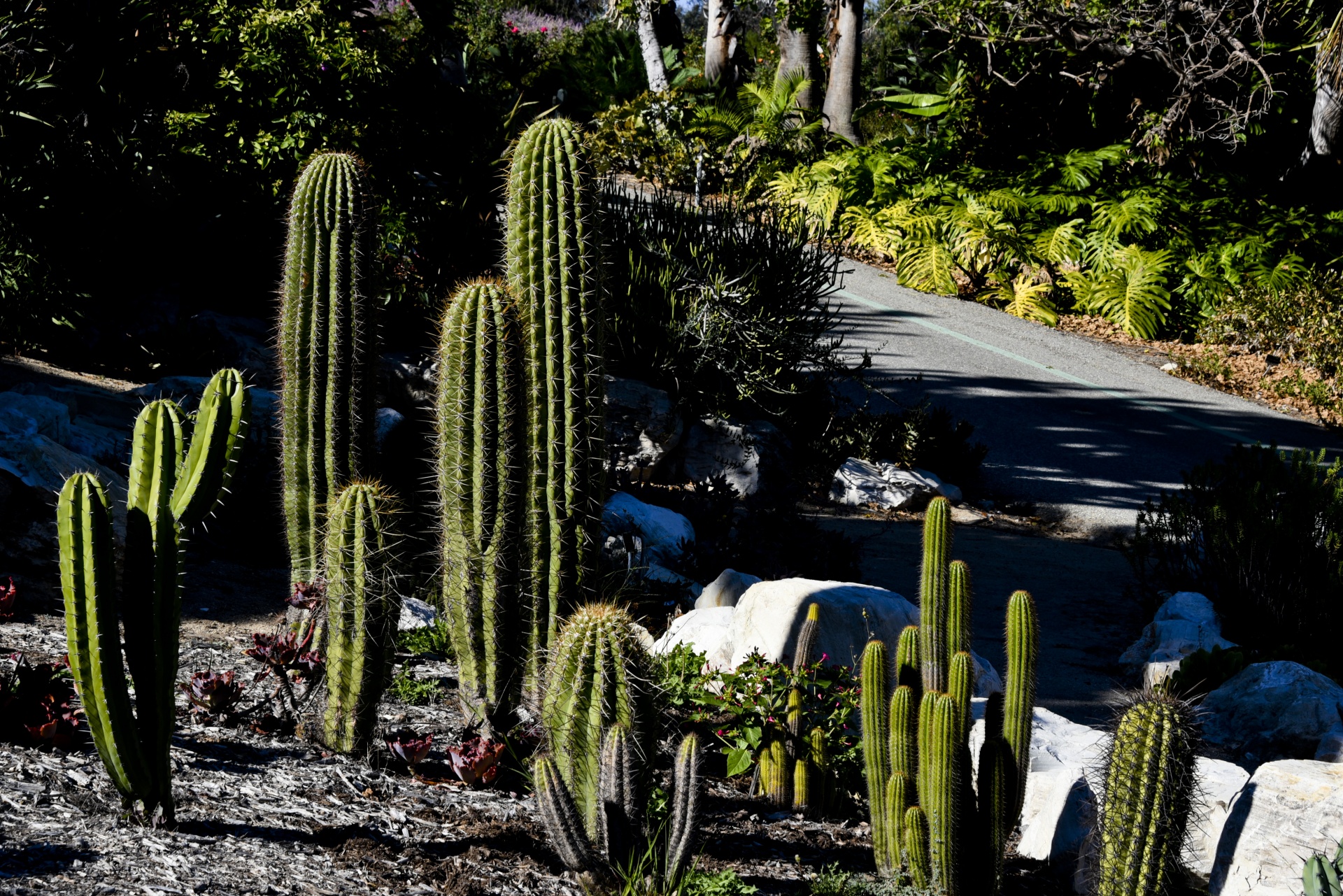 cactus garden desert free photo