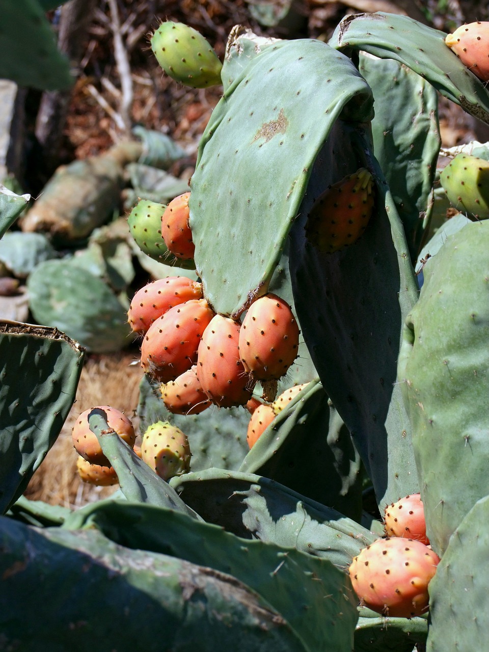 cactus greenhouse cactus fruit prickly pear free photo