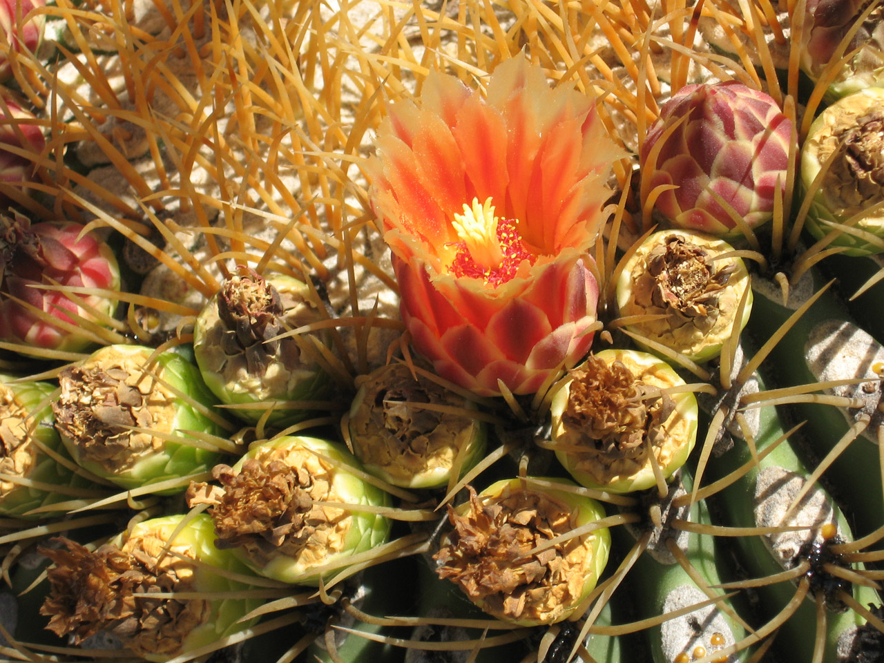 cactus flower blooms free photo