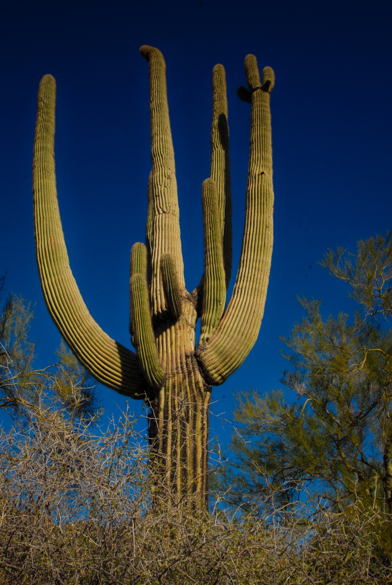 arizona cactus sunny free photo