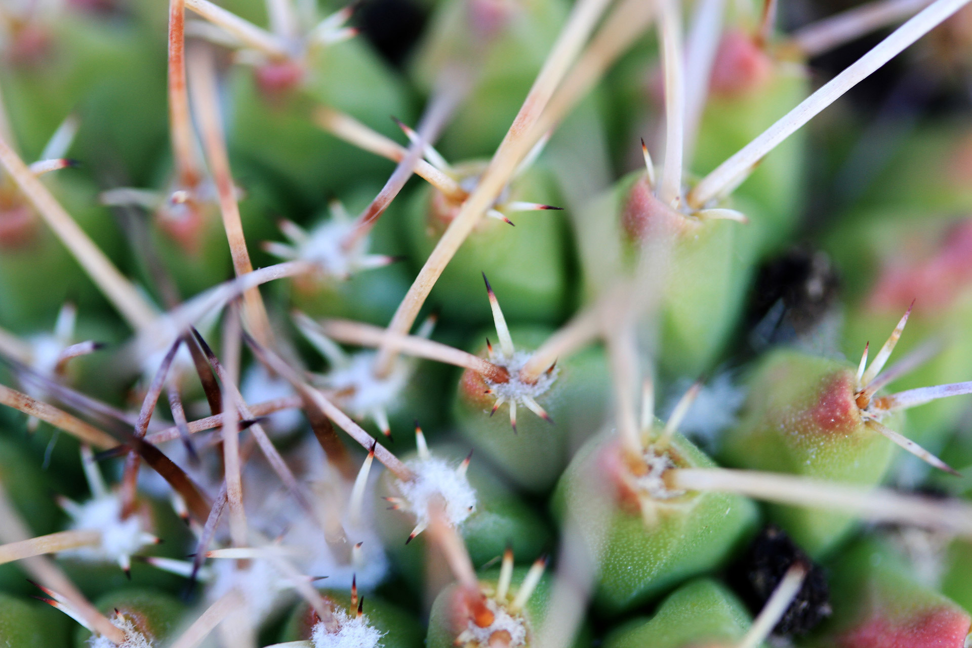 cactus thorns macro free photo