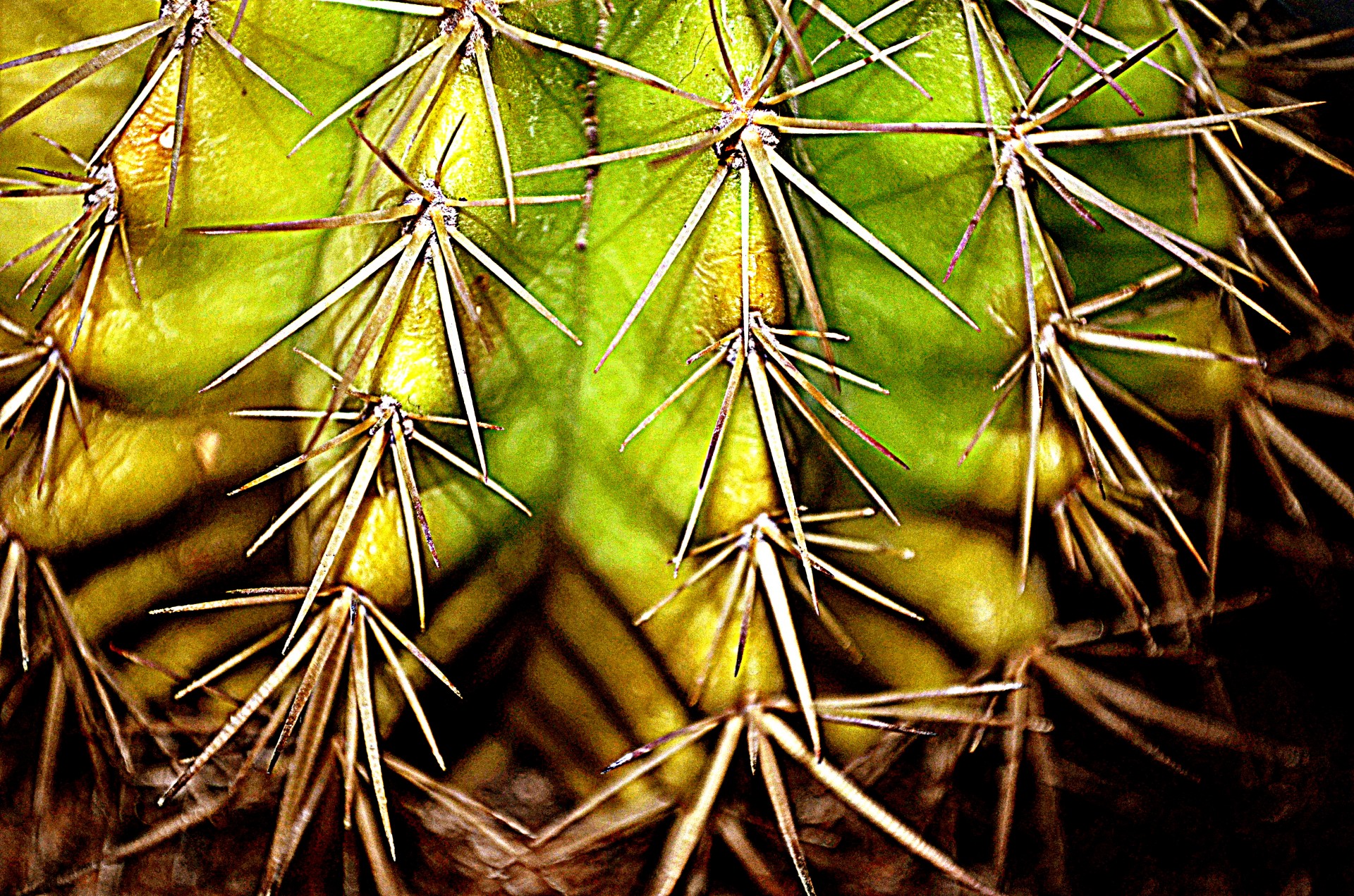 cactus plant needles free photo