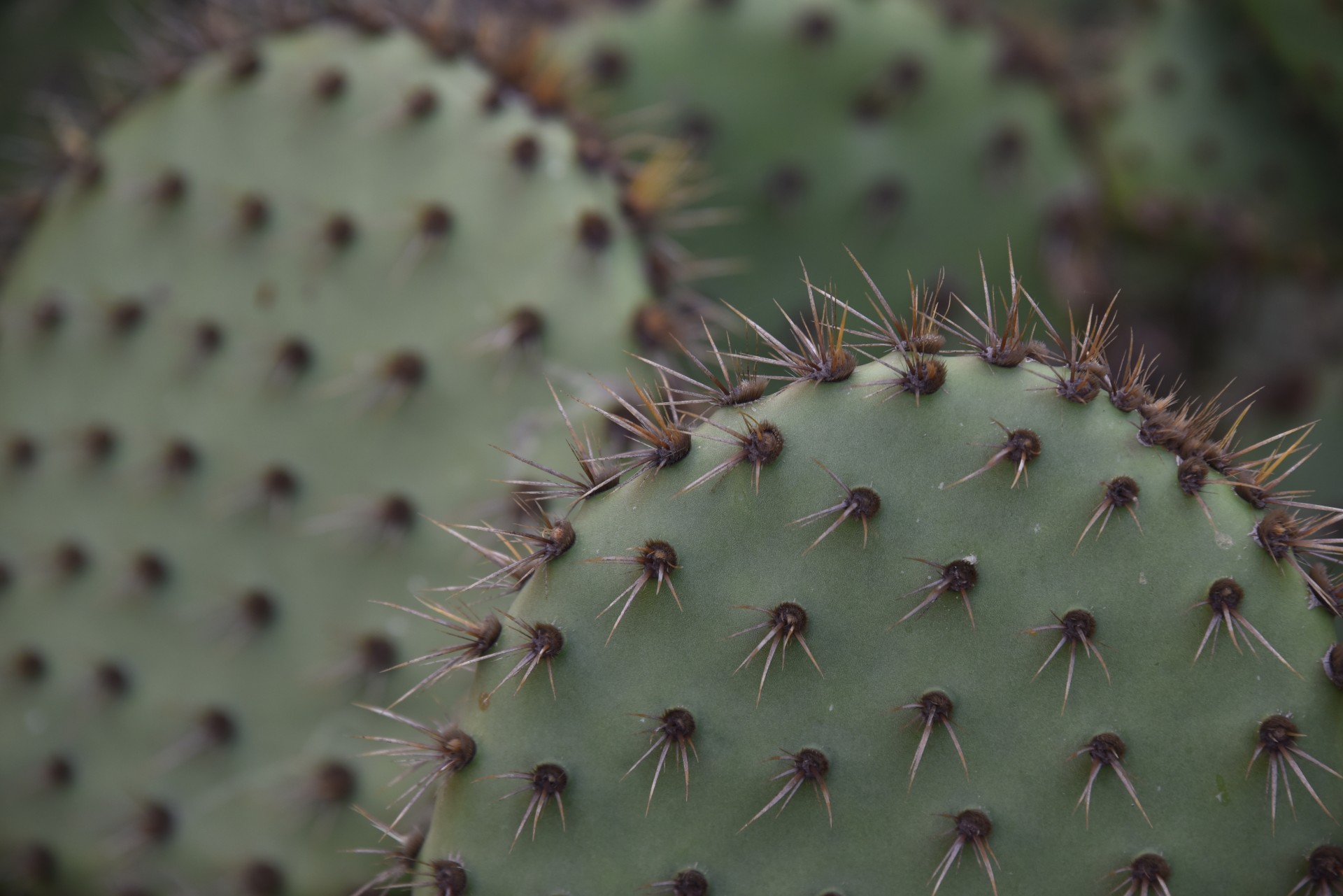 cactus agave needle free photo