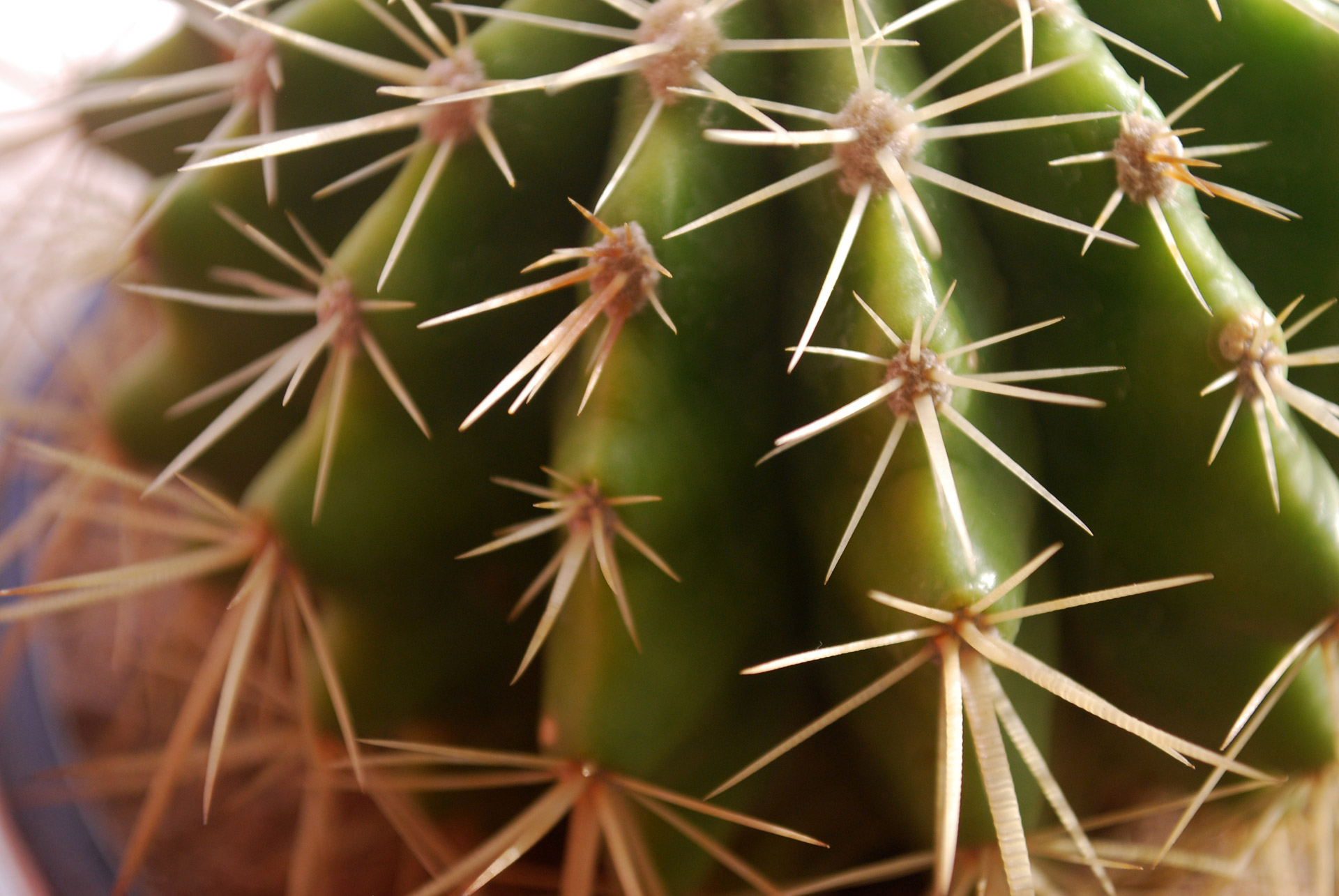 cactus needle needles free photo