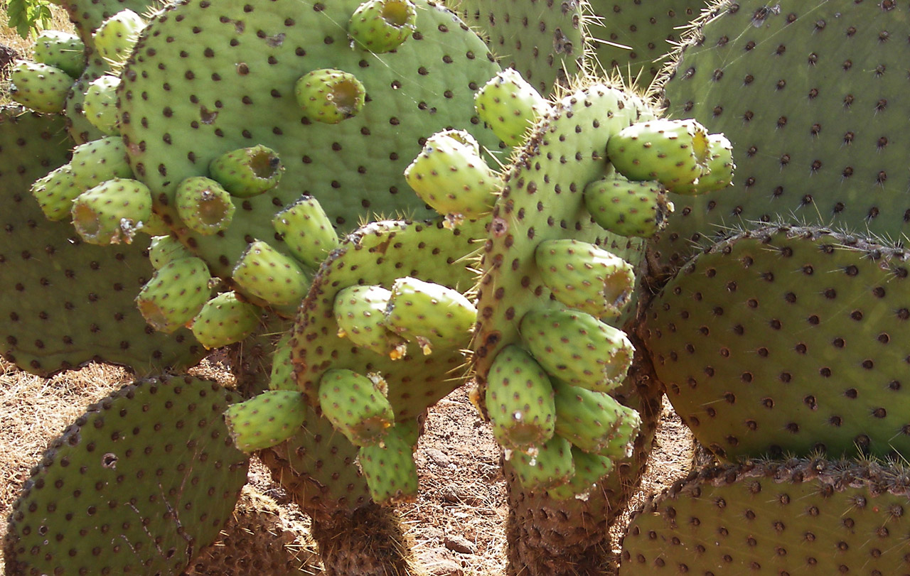 cactus plant galapagos free photo