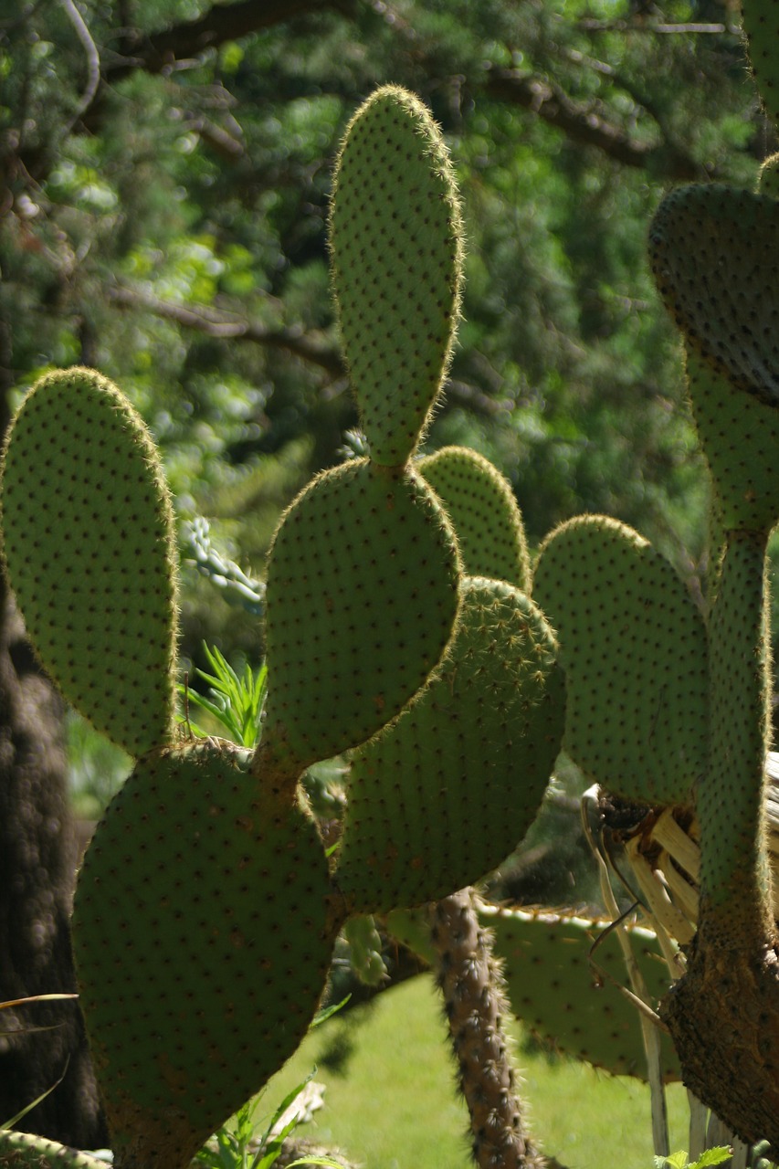 cactus paddle  plants  gardens free photo