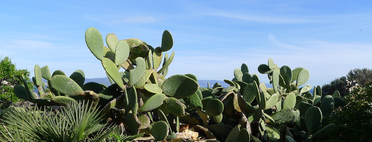 cactus pear  opuntia ficus-indica  prickly pear free photo