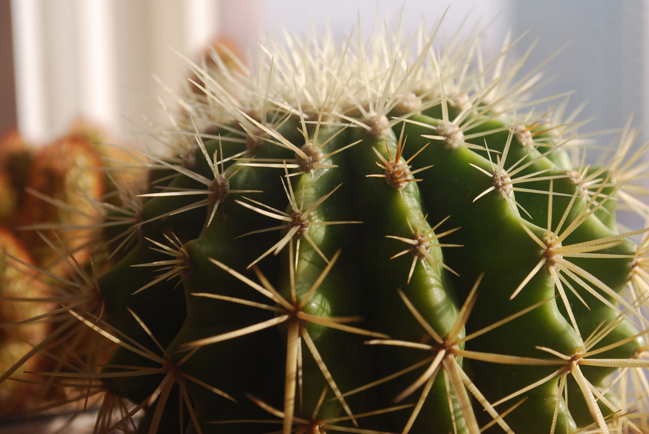 cactus plant succulent free photo