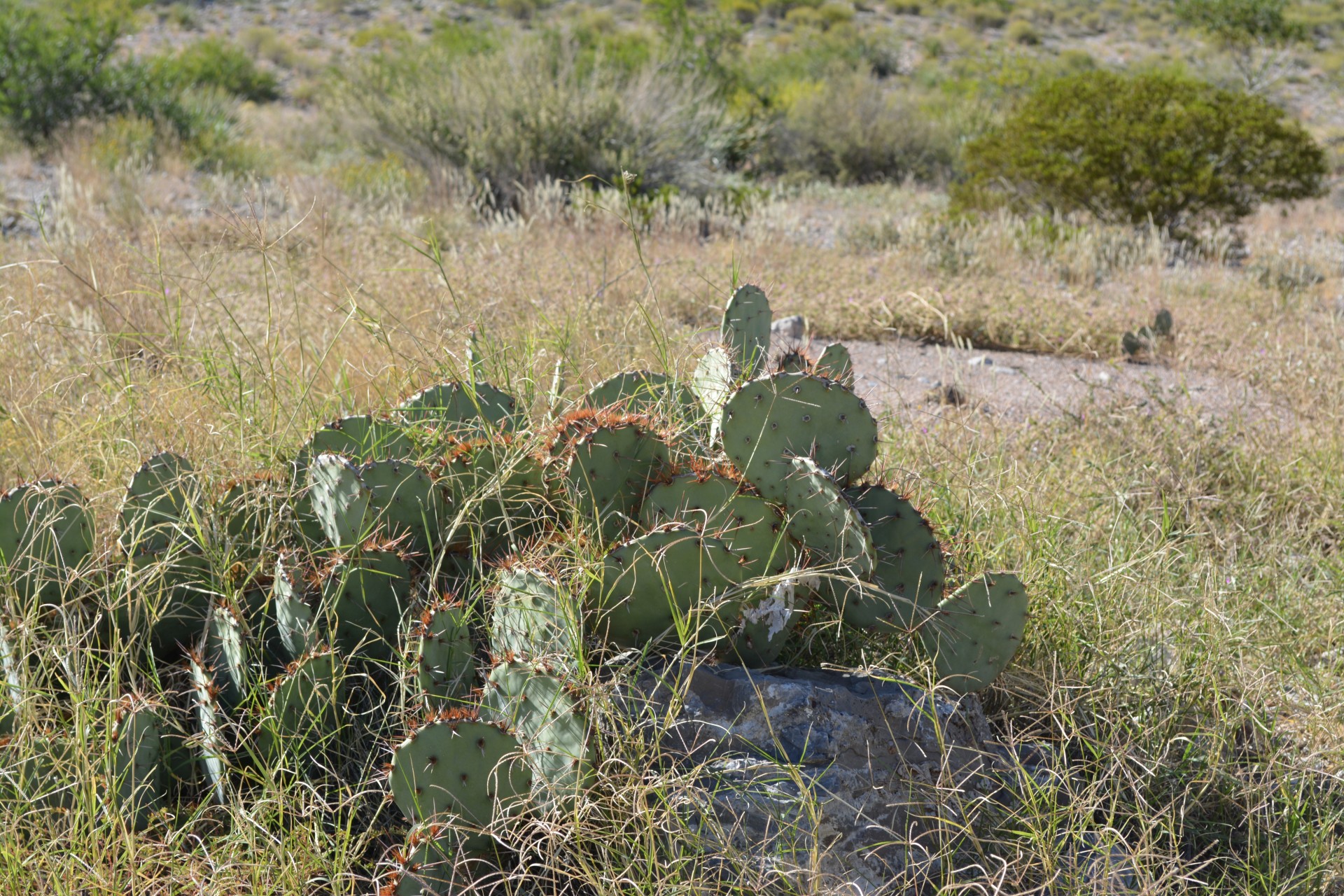 cactus sharp thorns free photo