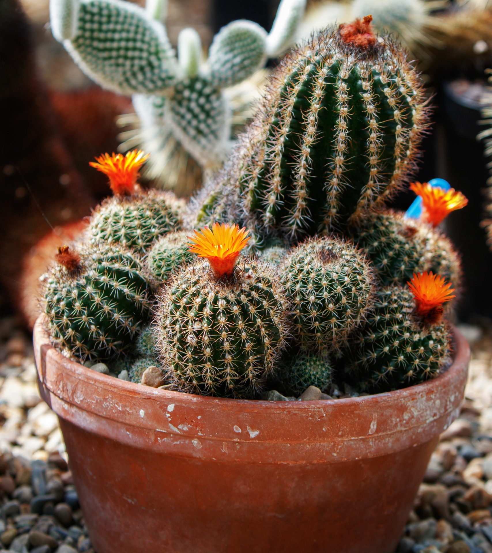 cactus plant pot free photo