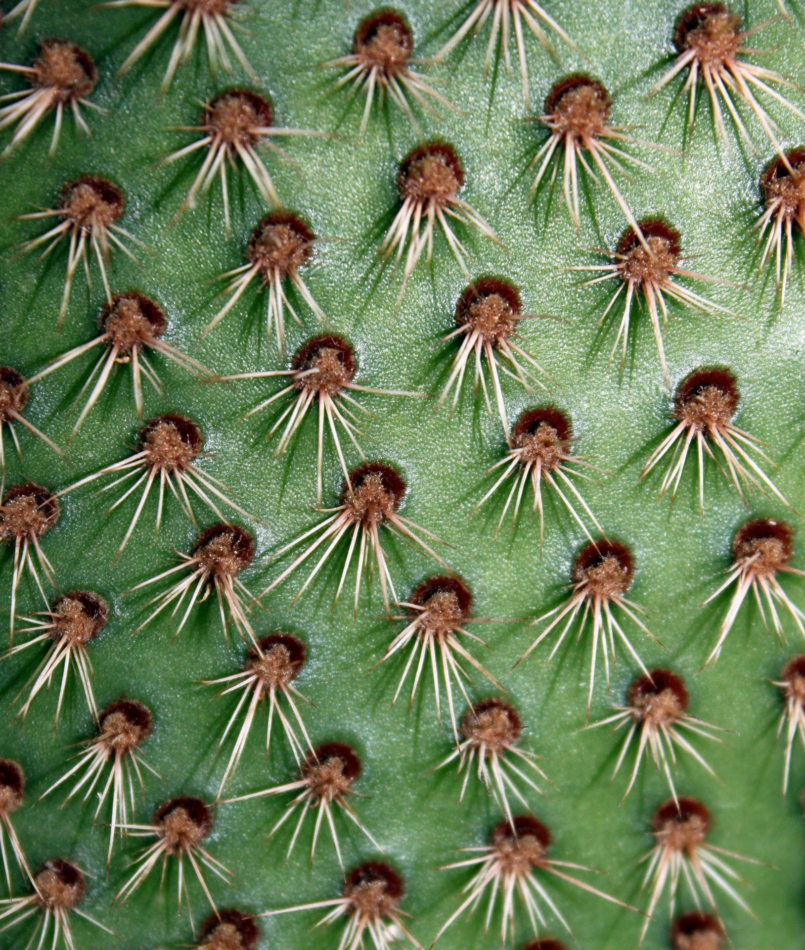 cactus plant cactus plant free photo