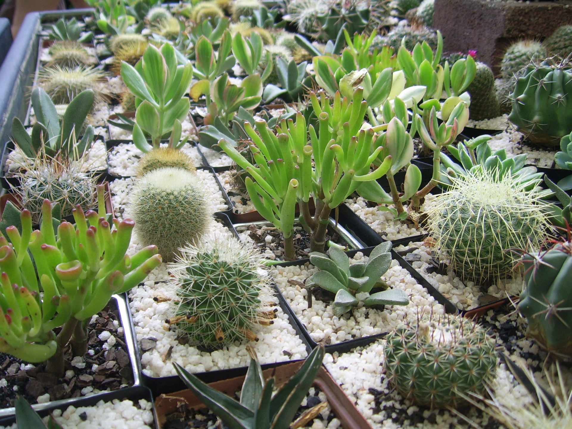 cactus cacti garden center free photo