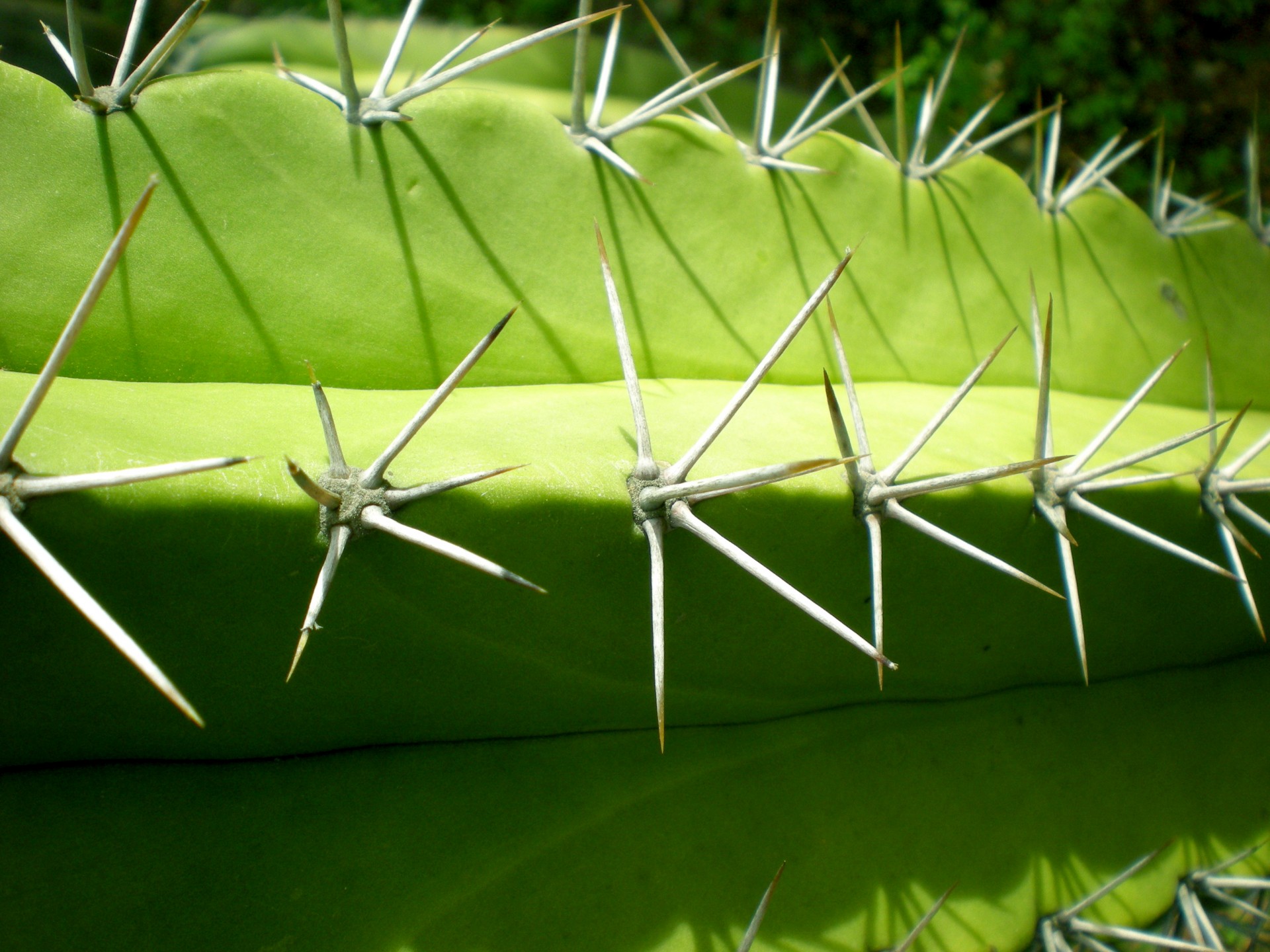 cactus spines thorns free photo