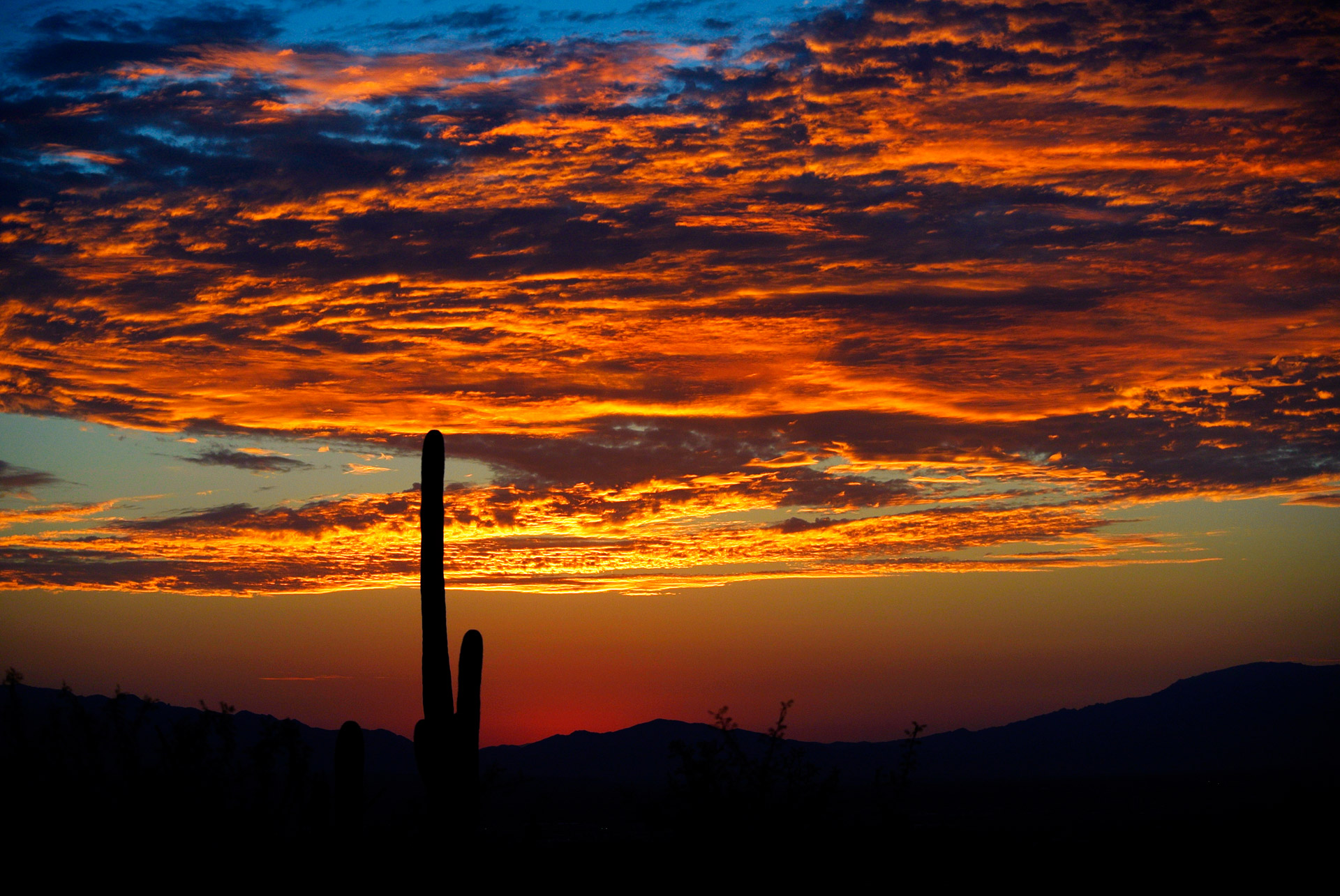 cactus sunrise desert free photo