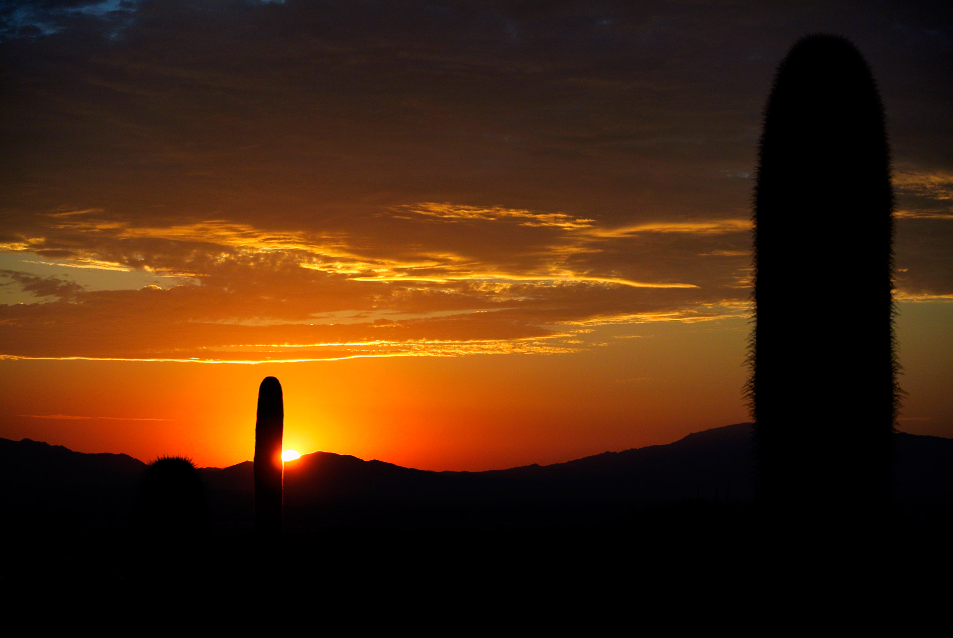 cactus sunrise desert free photo