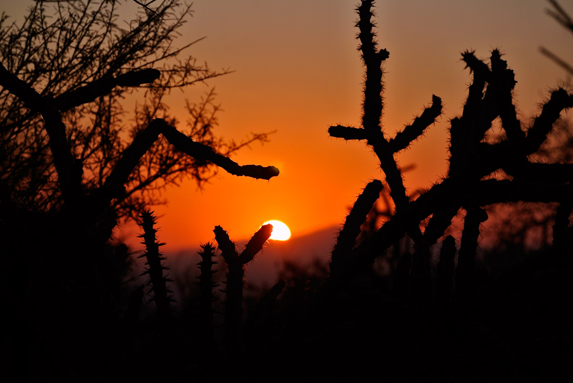 cactus sunrise desert free photo