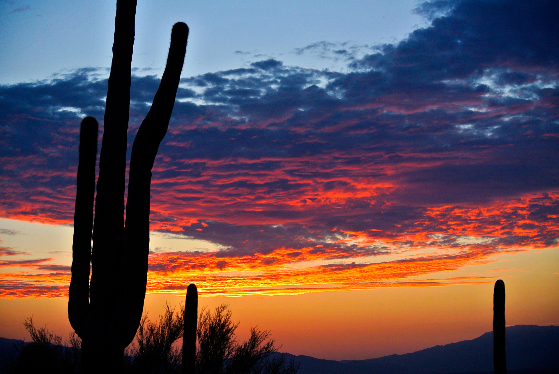 cactus sunrise desert free photo