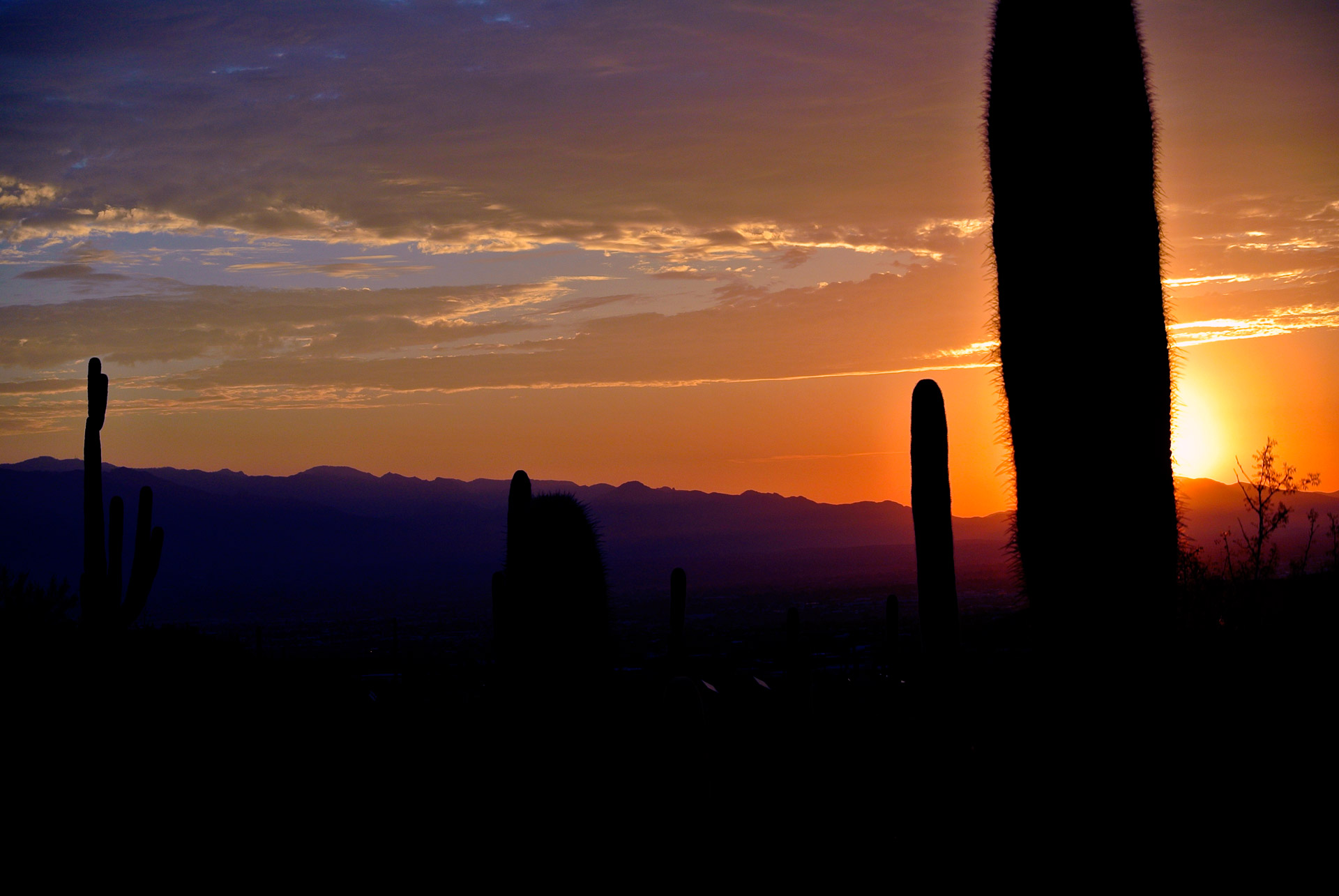 sunrise arizona cactus free photo