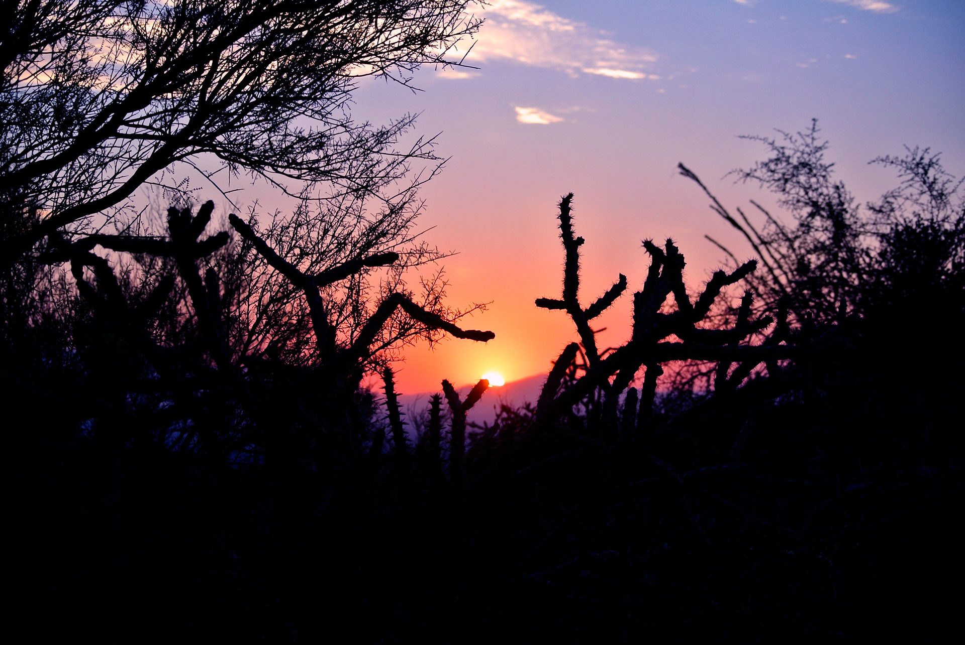 sunrise arizona cactus free photo