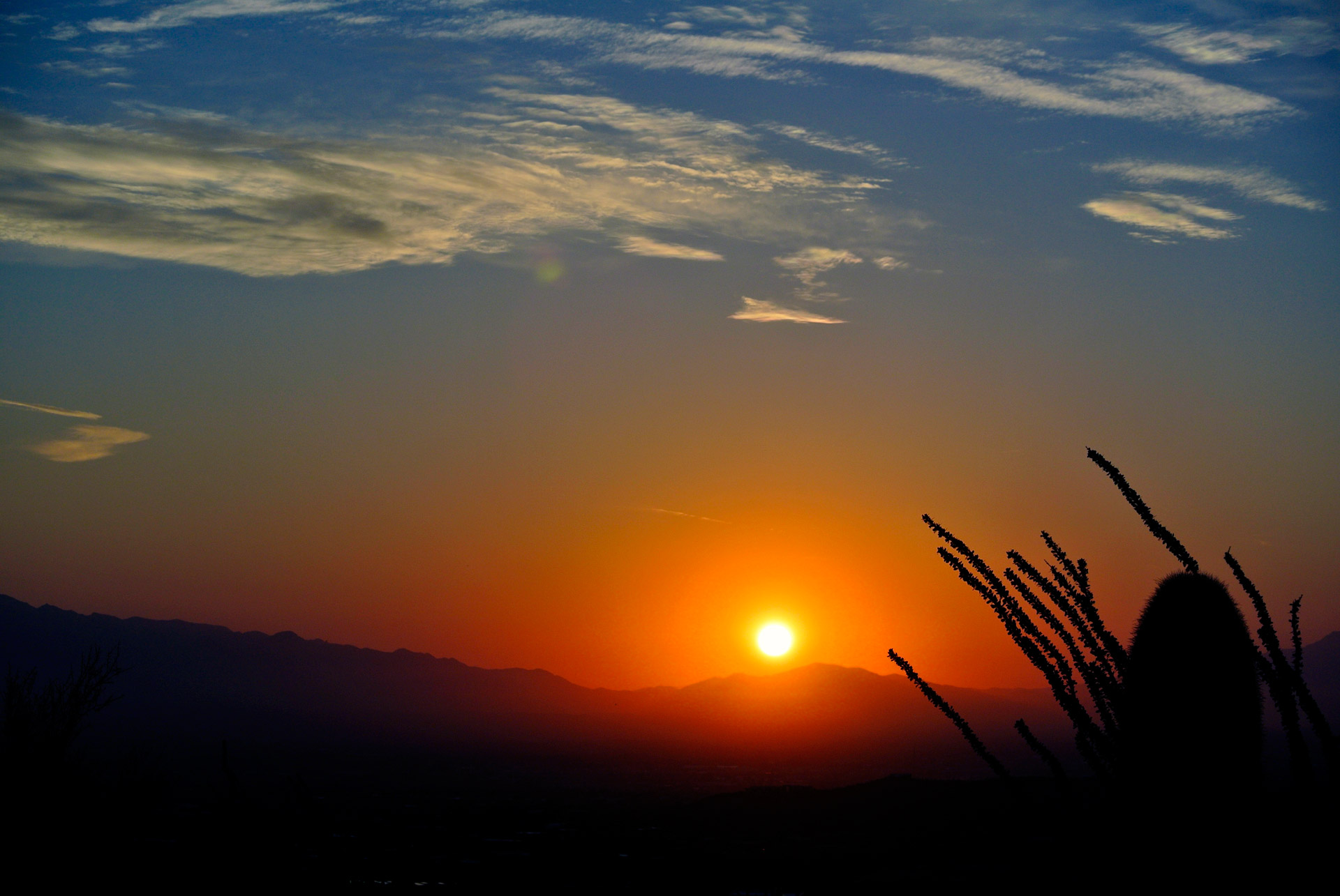 sunrise arizona cactus free photo