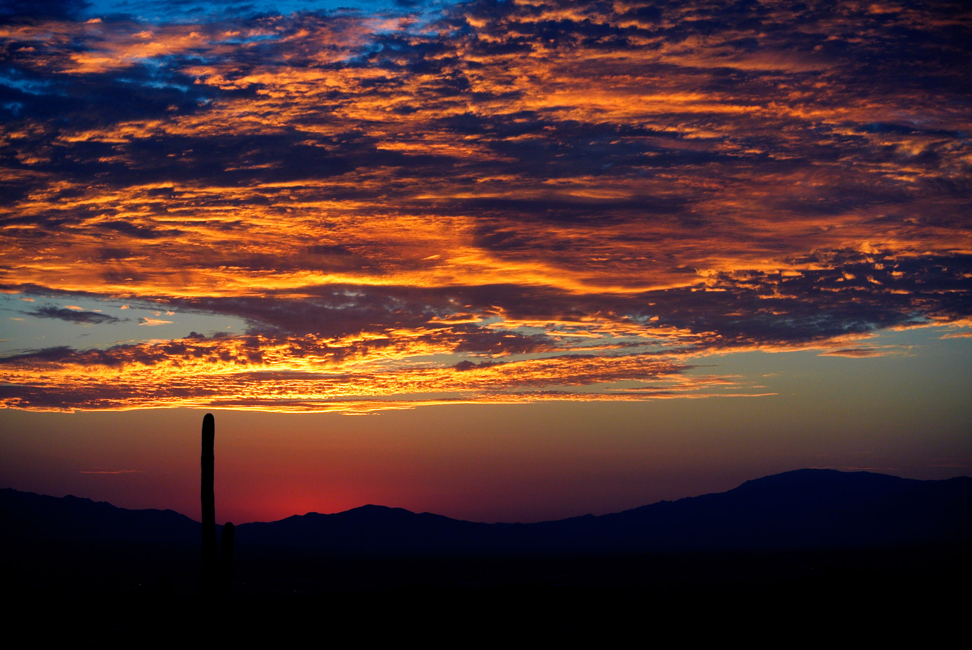 sunrise arizona cactus free photo