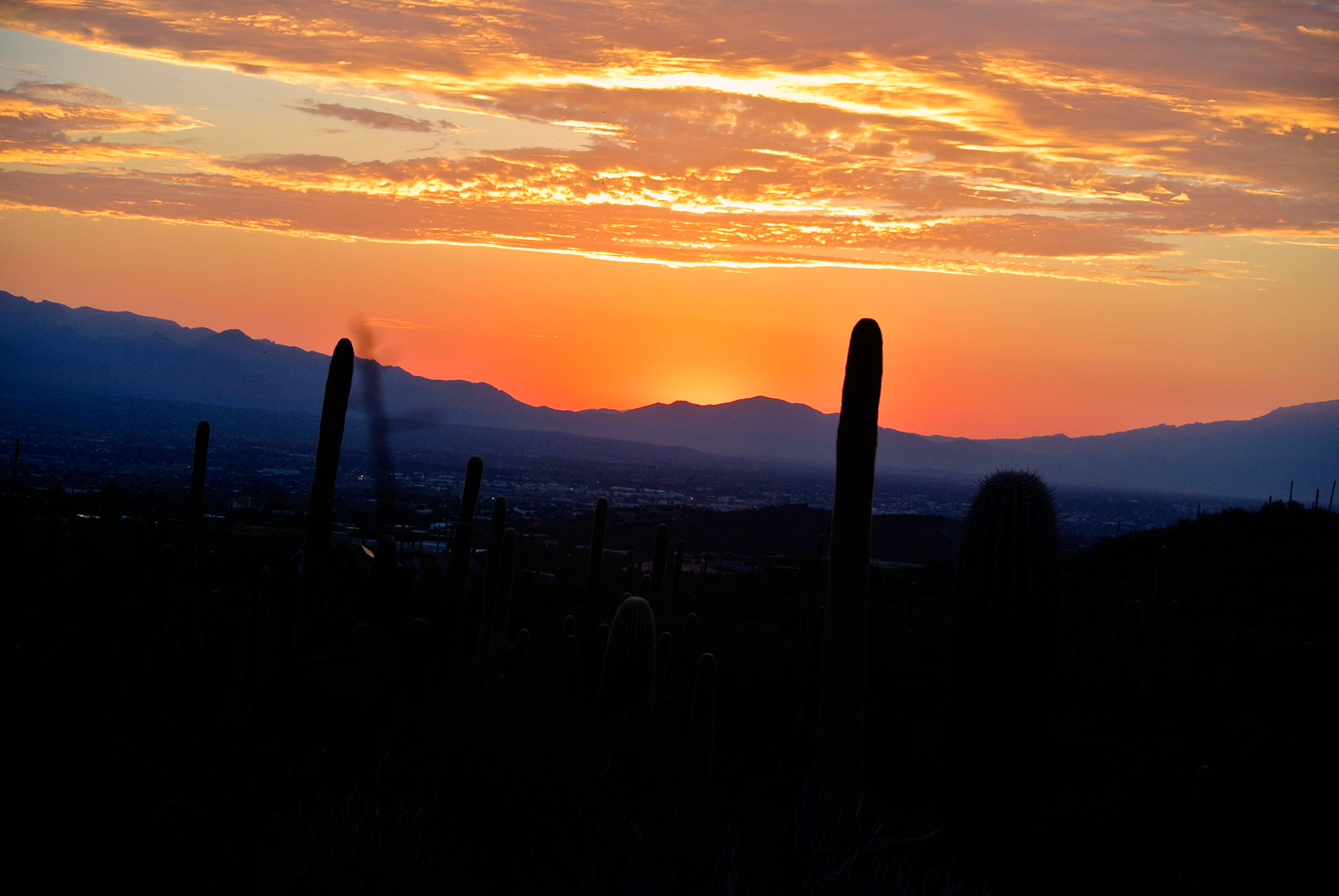 sunrise arizona cactus free photo