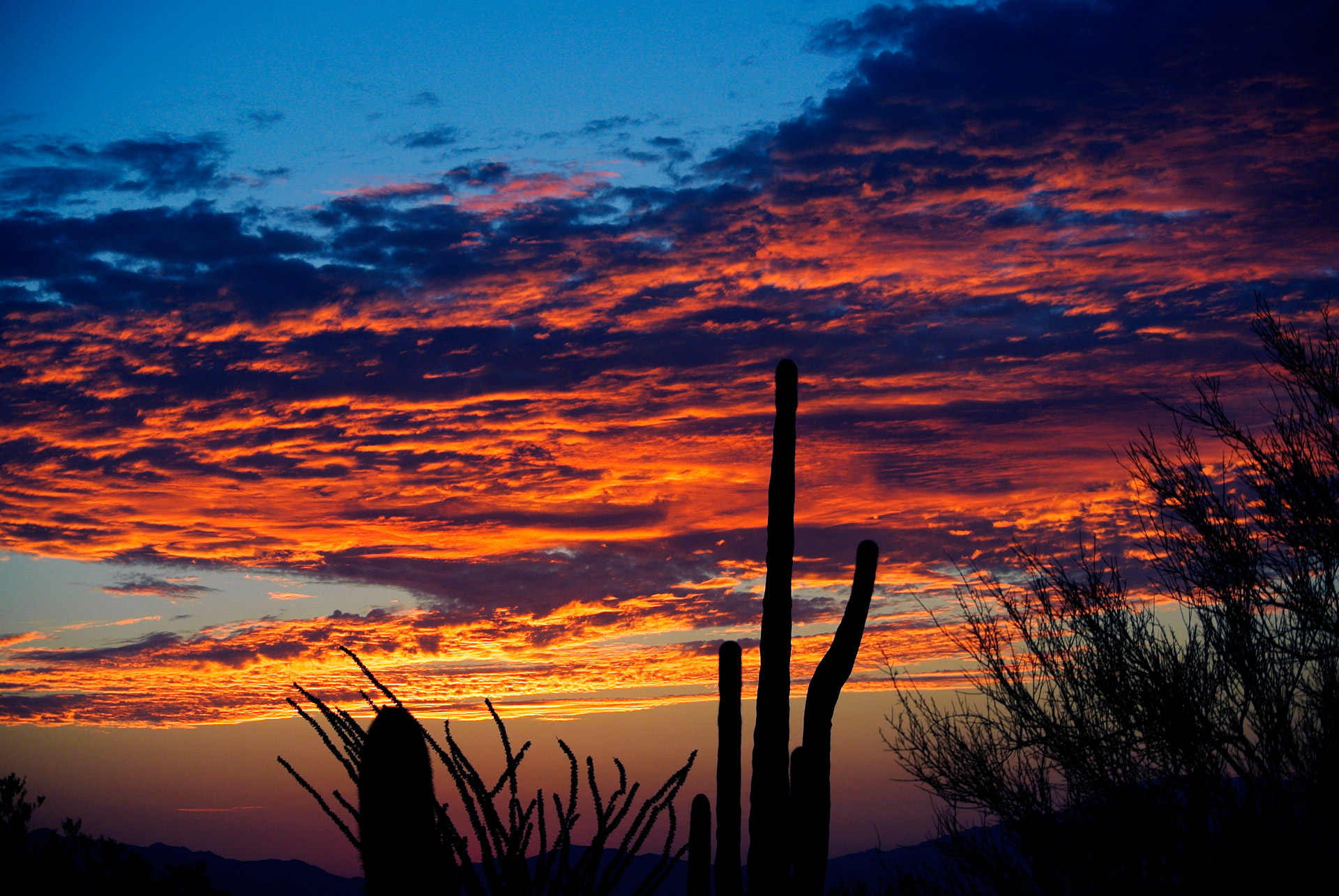 sunrise arizona cactus free photo
