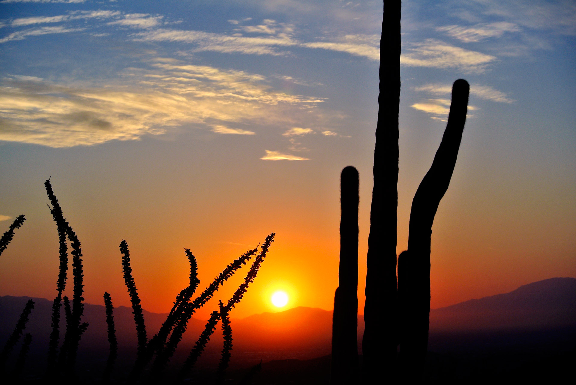 cactus sunrise desert free photo