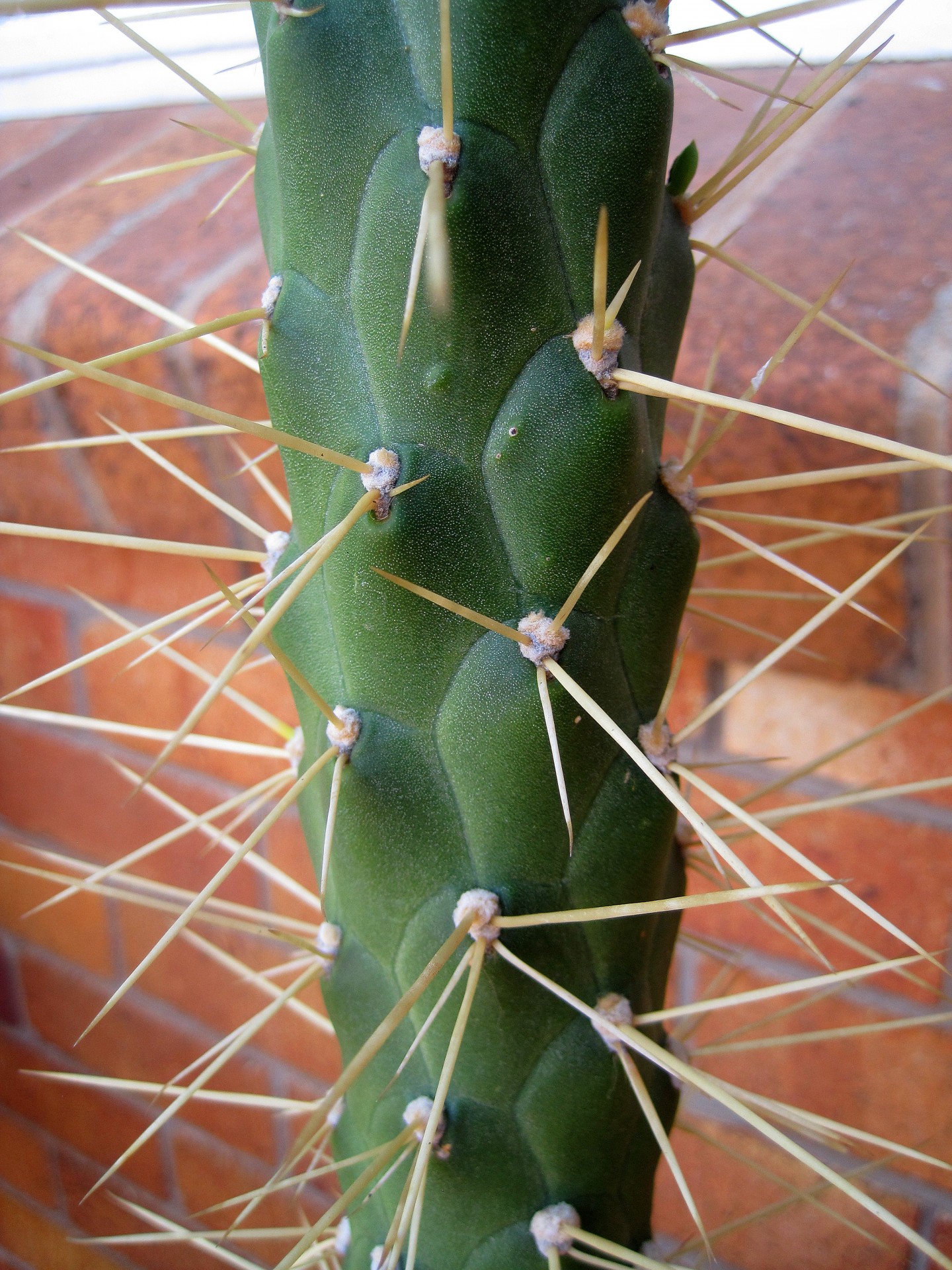 cactus thorns white free photo