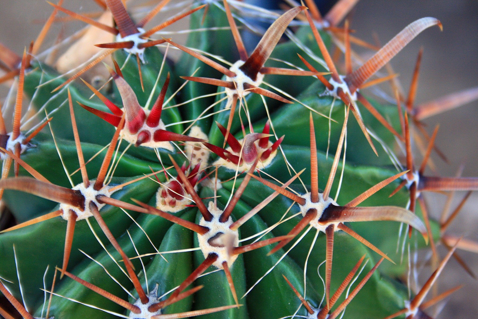 succulent thorns red free photo
