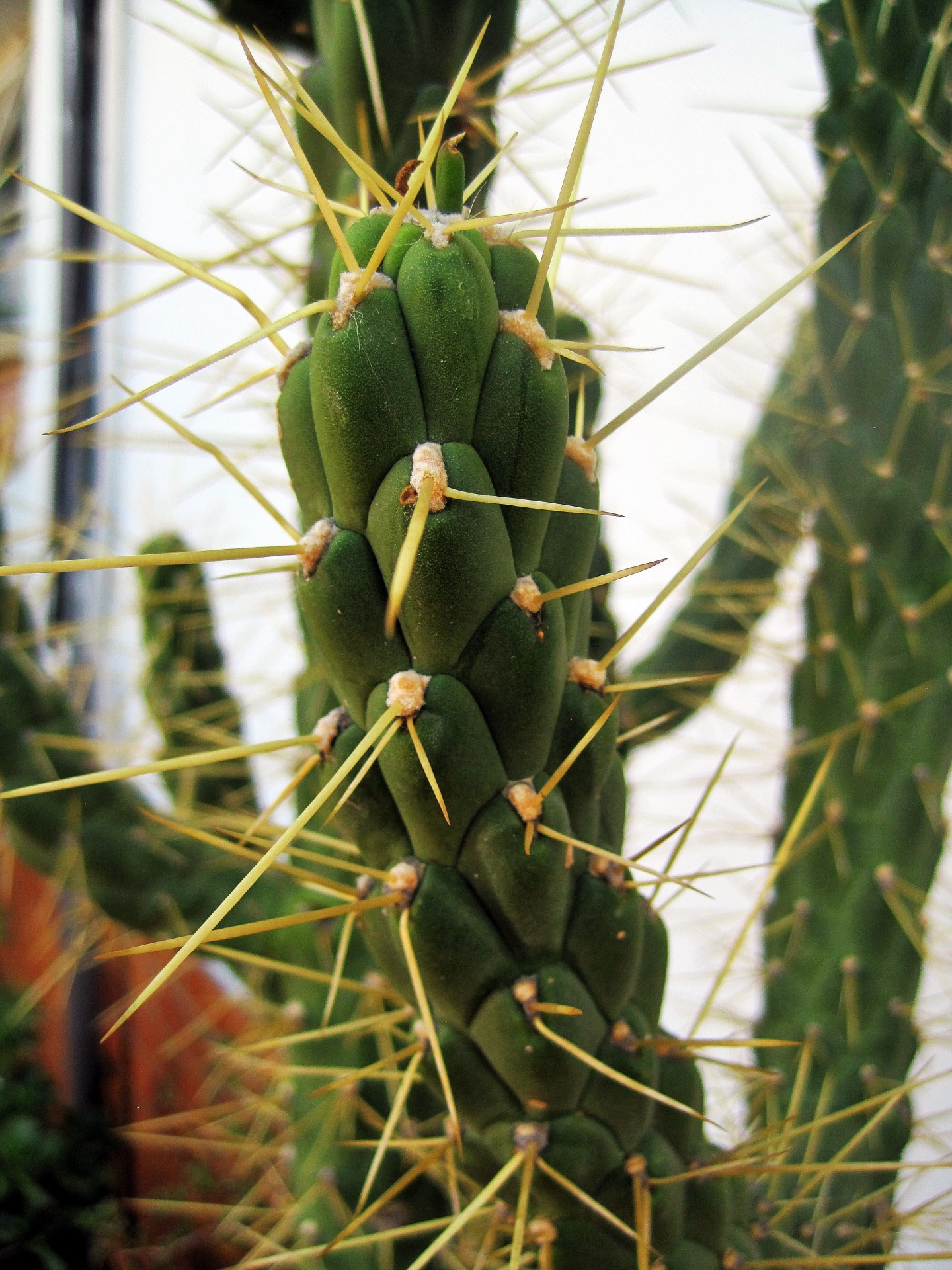 cactus thorns clusters free photo