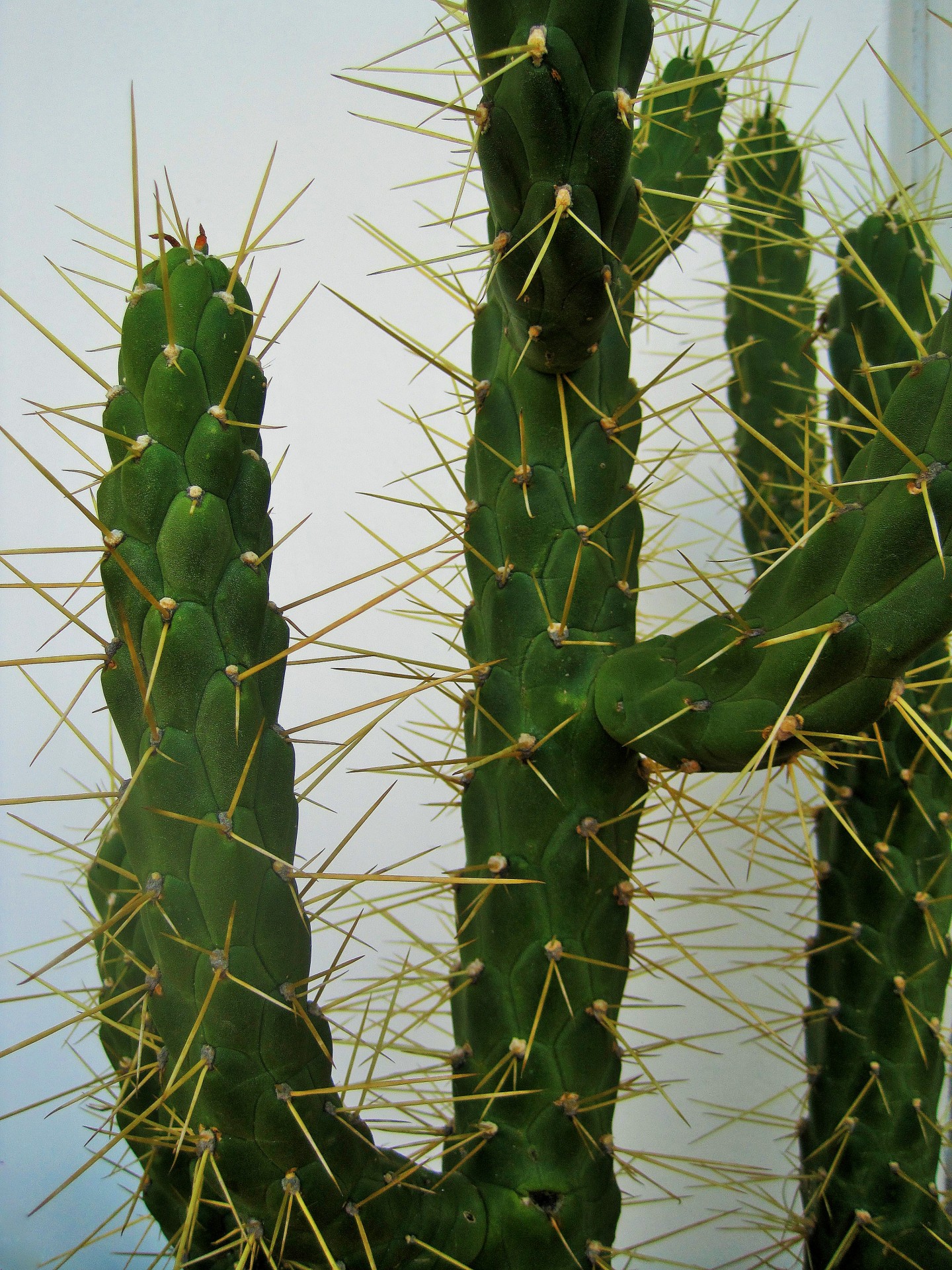 cactus long green free photo