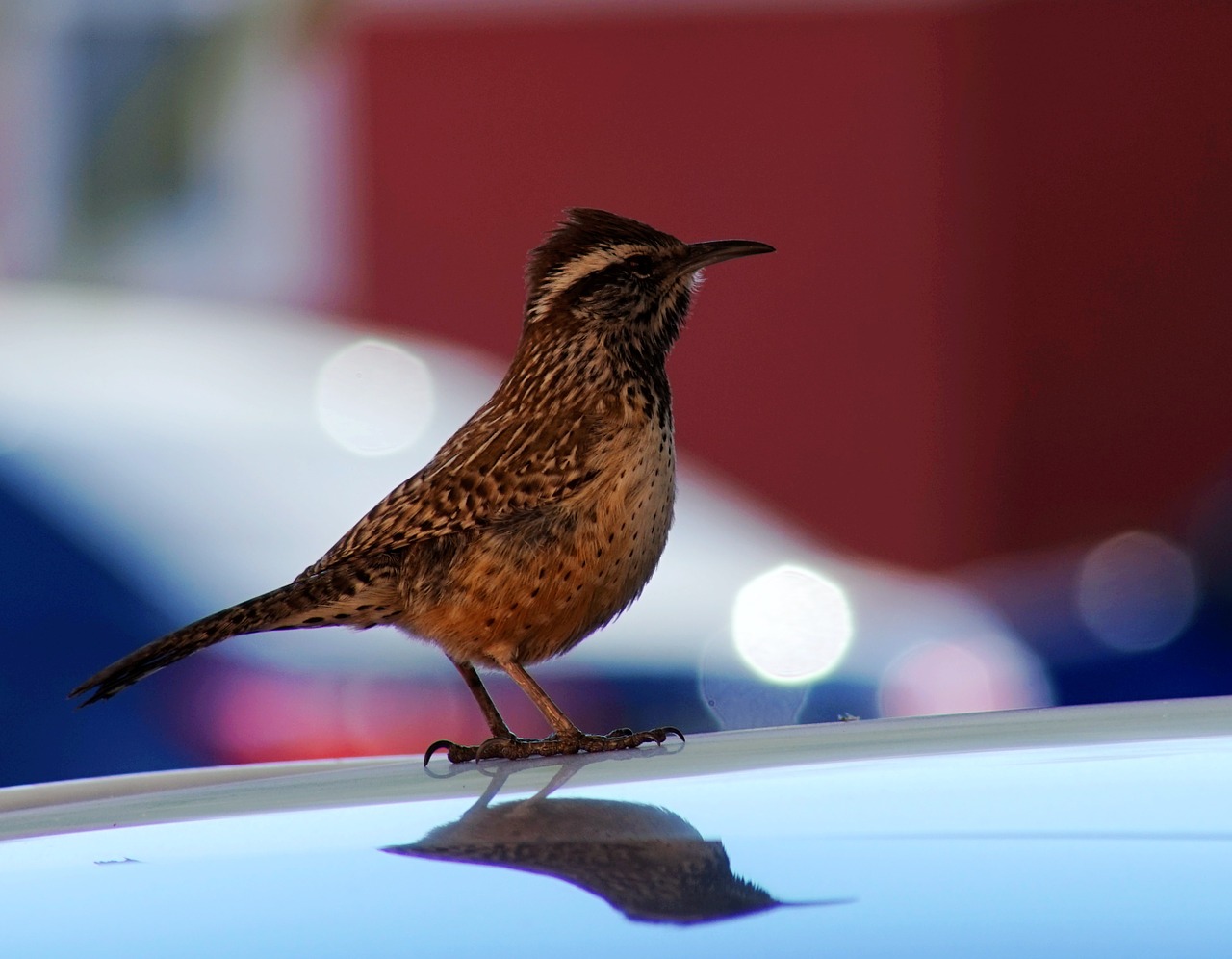 cactus wren bird birds free photo