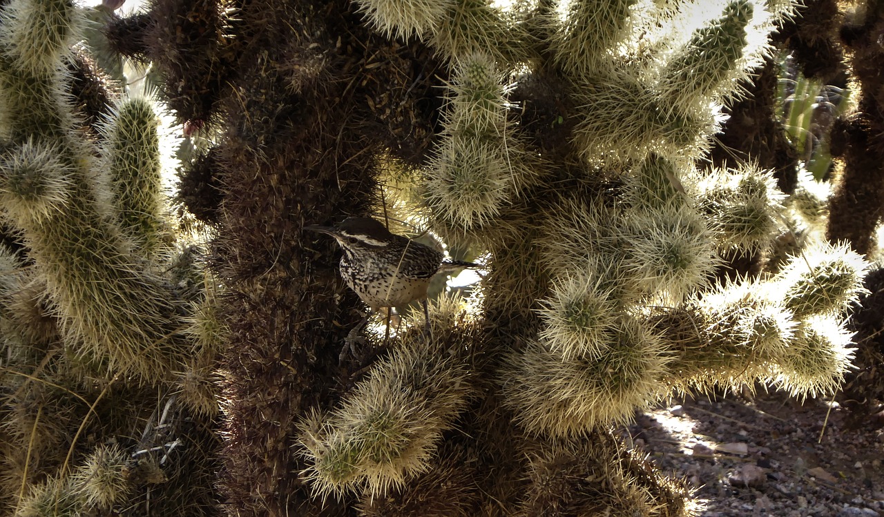 cactus wren bird yucca free photo