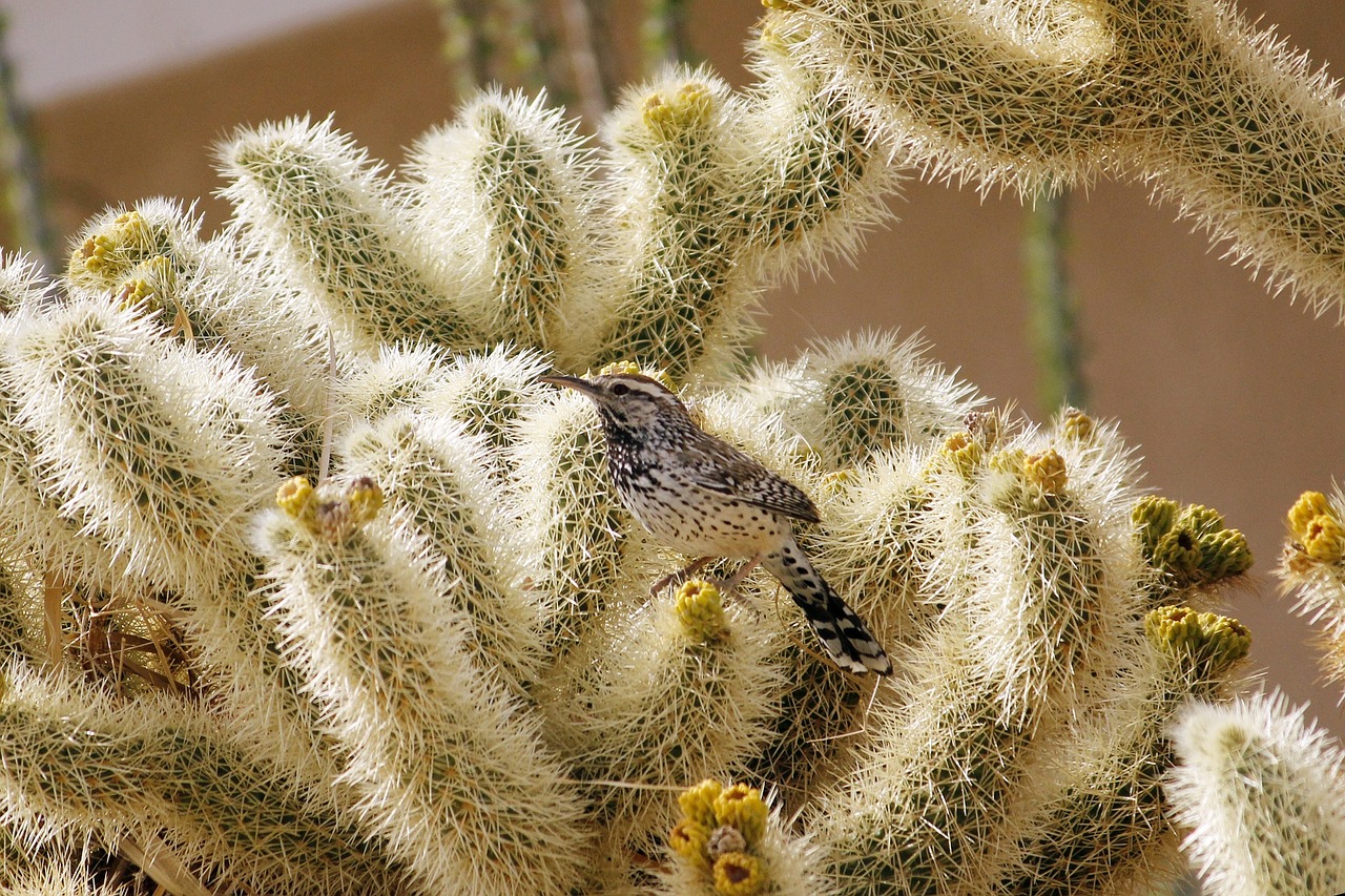 cactus wren bird wildlife free photo