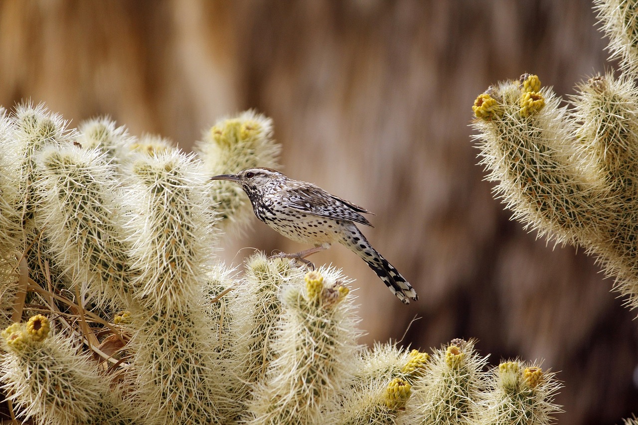 cactus wren bird wildlife free photo