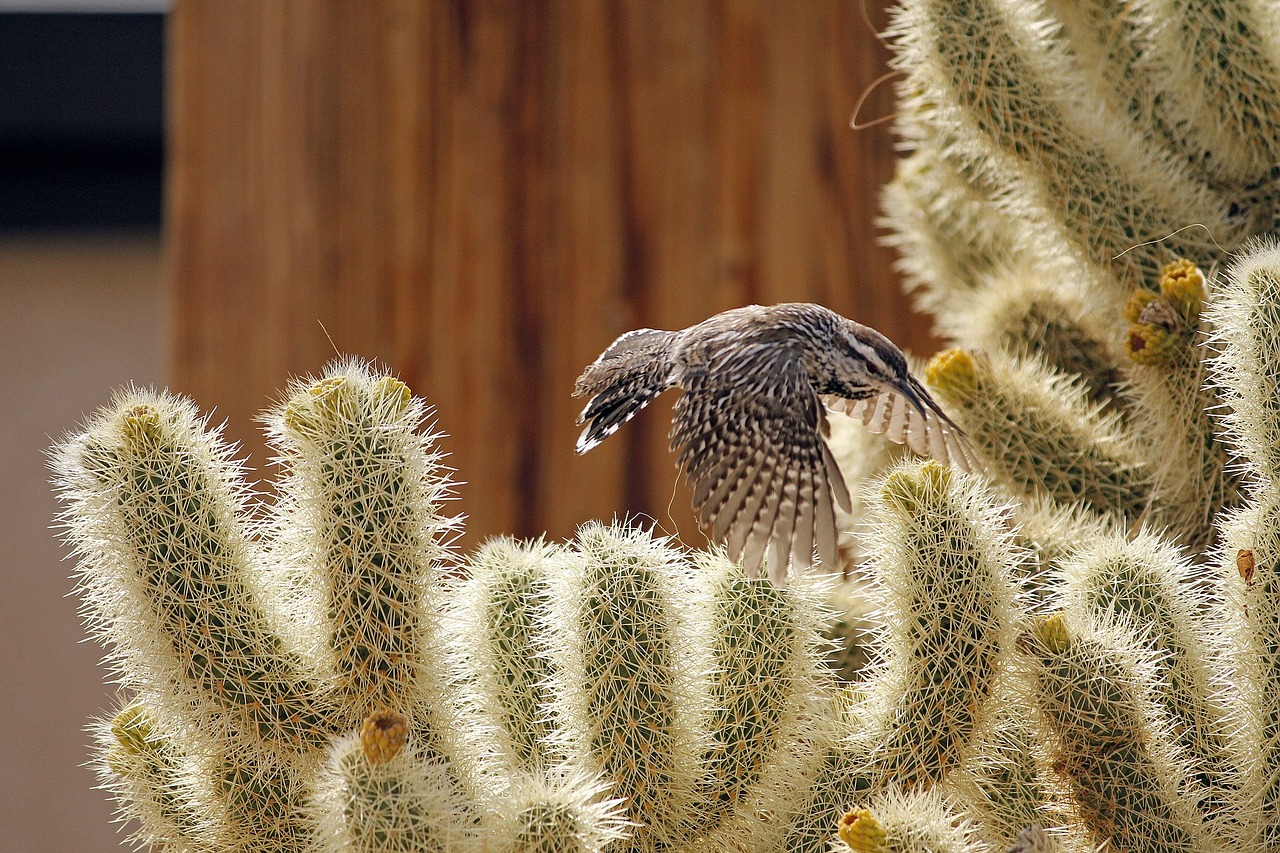 cactus wren bird wildlife free photo