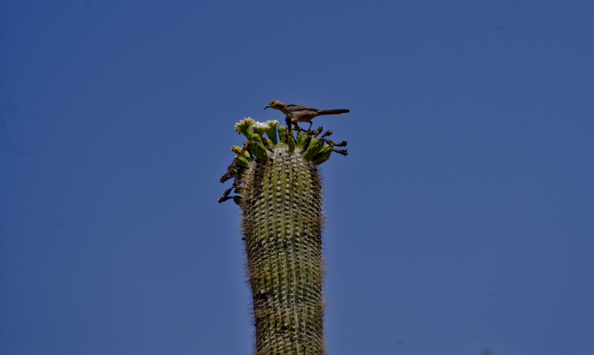 bird cactus wren free photo