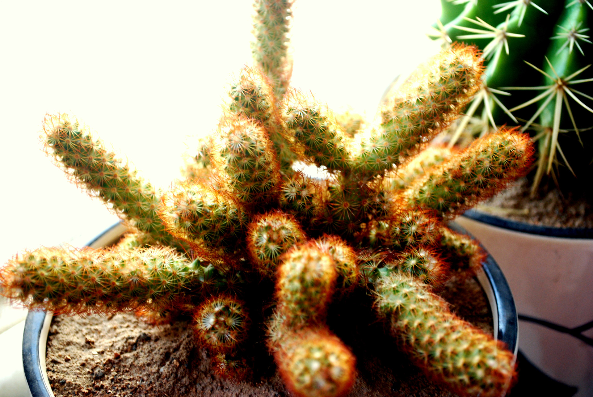 cactus house plant plant free photo