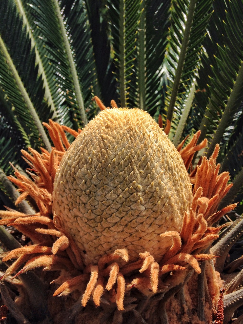cycad cactuses blooming free photo