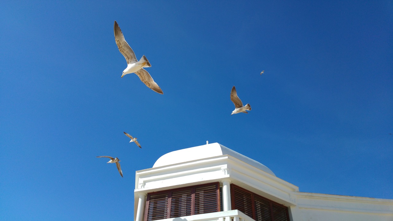 cadiz seagulls blue sky free photo