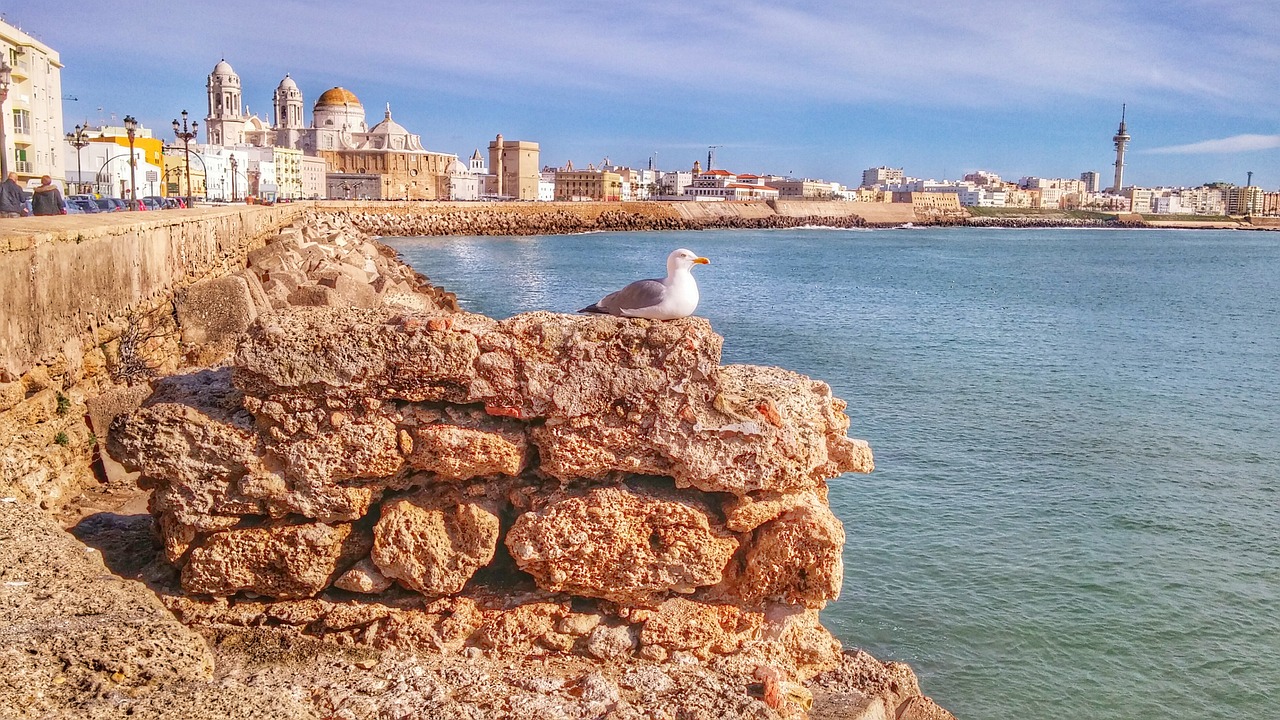 cadiz seagull spain free photo