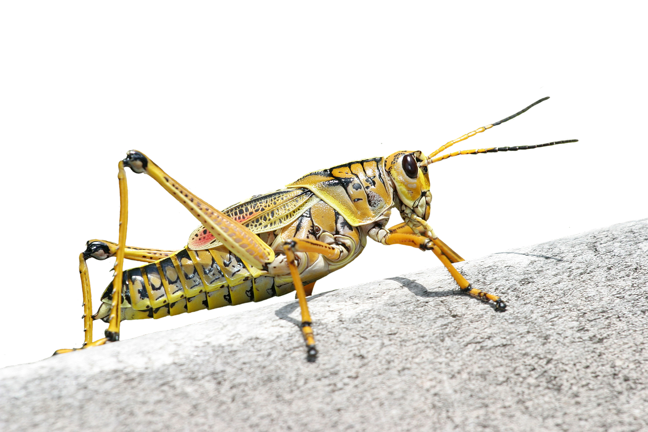 caelifera grasshopper romalea microptera free photo