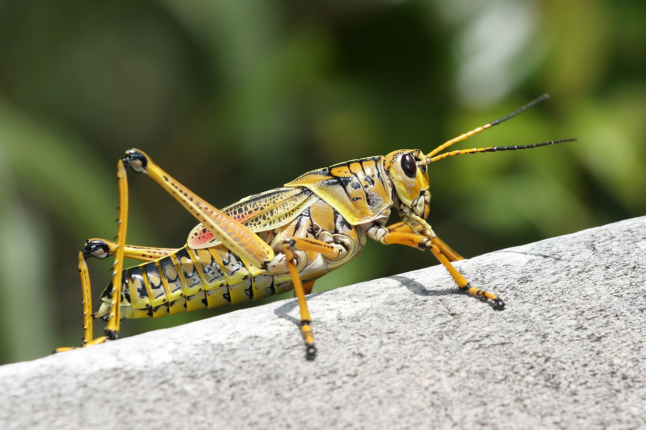caelifera grasshopper romalea microptera free photo
