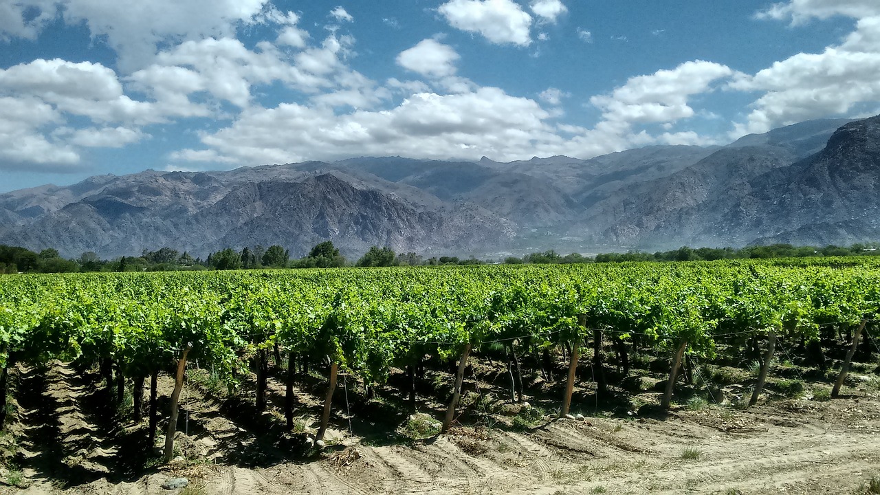 cafayates  argentina  vineyards free photo